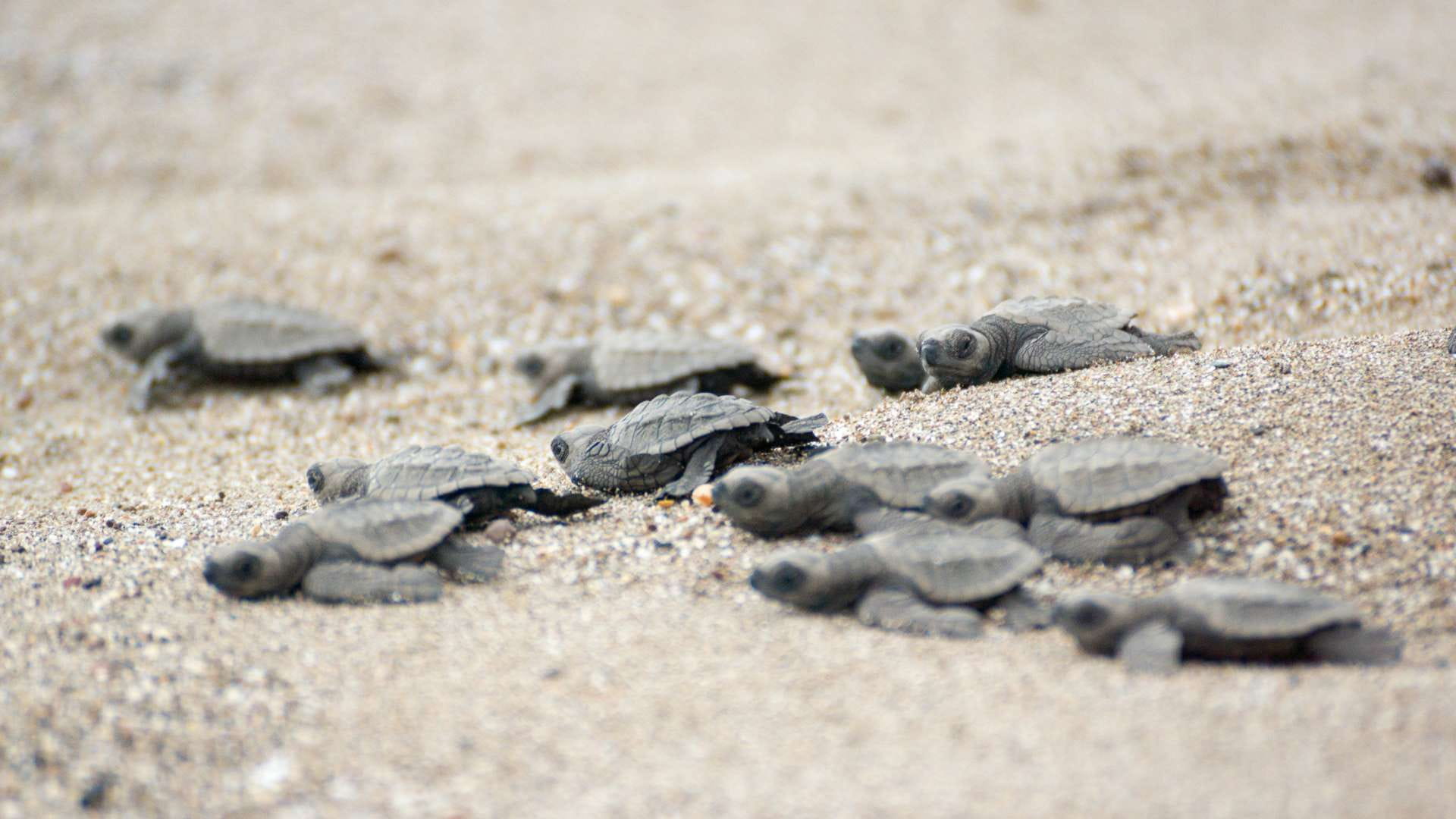 Playa Espumilla | Baby Sea Turtle | Nest | Galapagos Islands