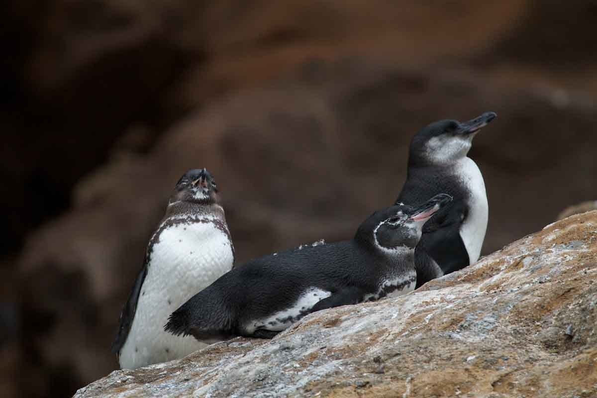 Bahía Sullivan | Penguins | Galapagos Islands