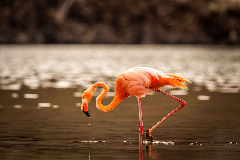Rabida Island | Galapagos | Flamingos